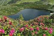 41 Distese di rododendri rossi con vista sul Lago Grande (2030 m)